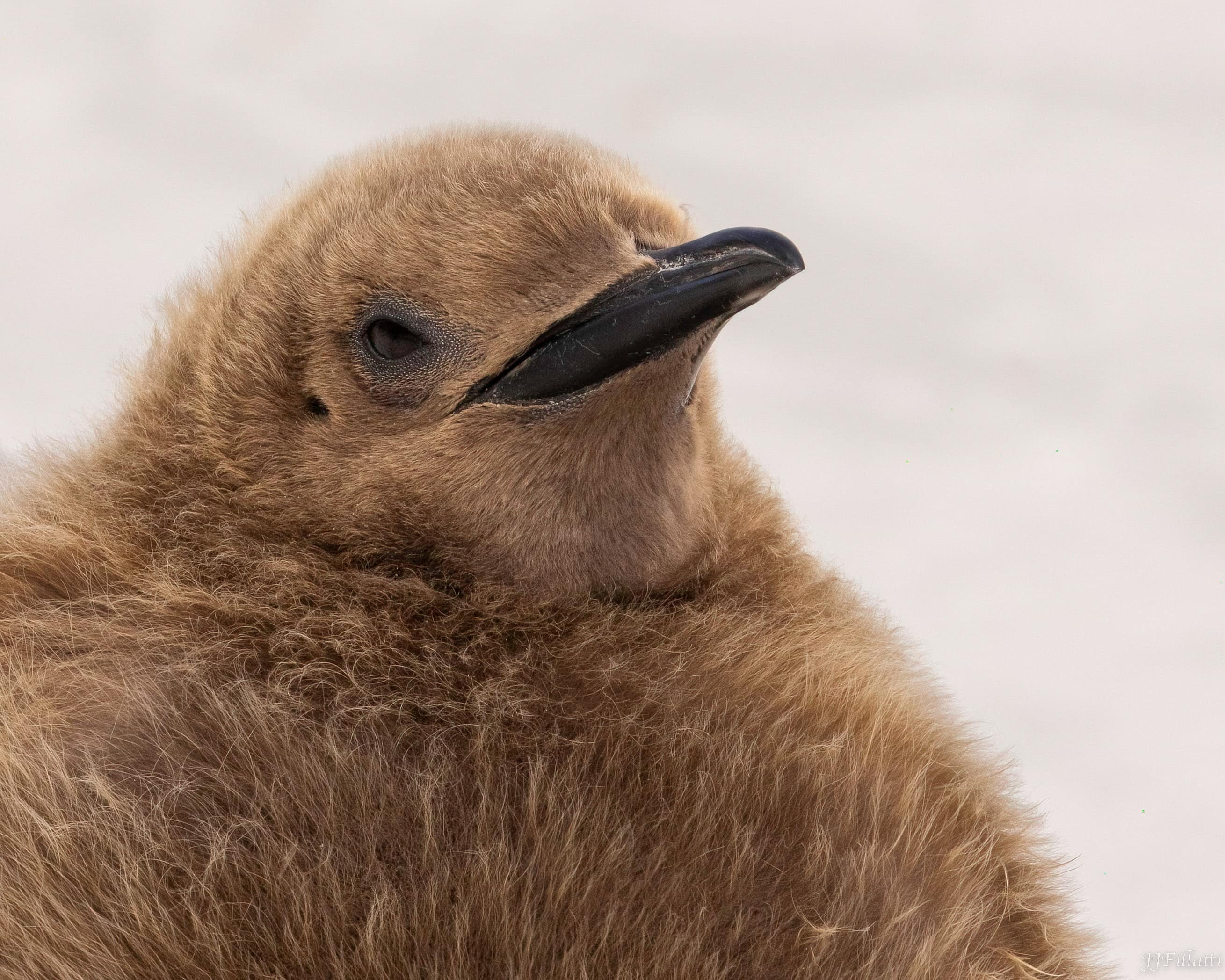 bird of the falklands image 12